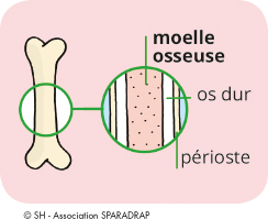 Un schéma de l'os qui présente la moelle osseuse, l'os dur et le périoste