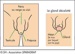 Schéma du prépuce et décalottage