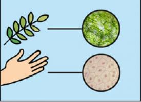 Images microscopiques comparant des cellules humaines et végétales 