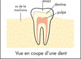 Vue en coupe d'une dent