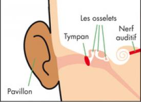 Oreille - zoom 2