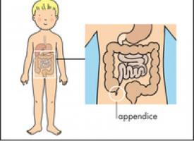 schéma appendice