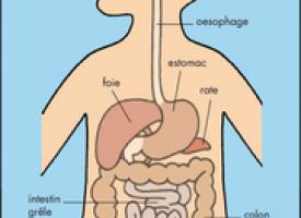 schéma de l'appareil digestif