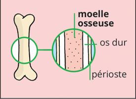 Vue en coupe d'un os avec localisation de la moelle osseuse