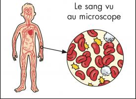 Le sang vu au microscope