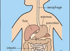 schéma de l'appareil digestif