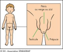 Prépuce | Sparadrap