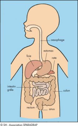 Digestion Sparadrap Digestion Sparadrap