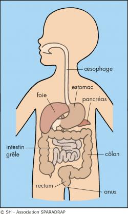 Appareil digestif : anatomie, schéma, maladies, examens